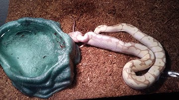 Baby banana ball python feeding video
