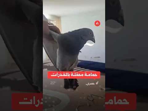 حمامة تحمل المخدرات