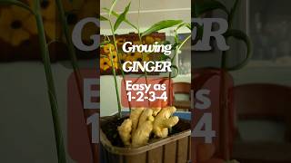 My BEST Ginger-growing tips!