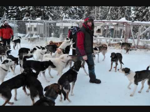 Happy New Year adventure - sledding in Sweden