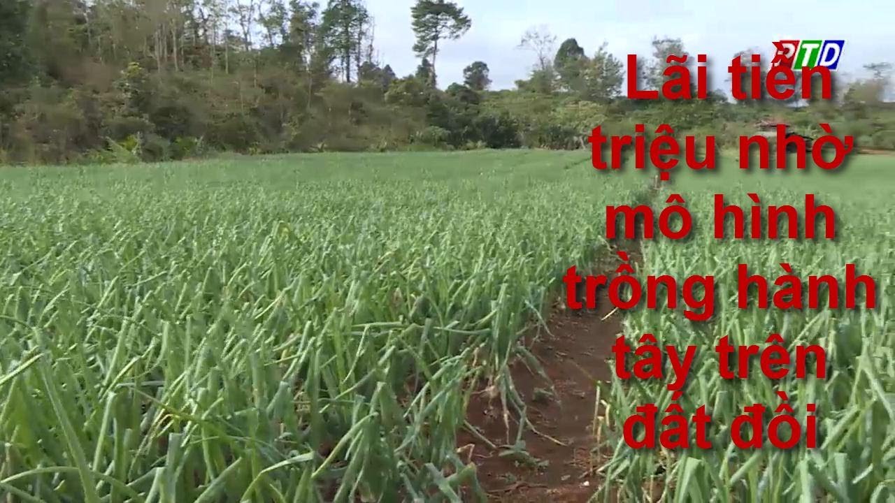 Lãi tiền triệu nhờ mô hình trồng hành tây trên đất đồi