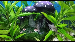 Decorațiune Nouă În Mini-Acvariu Ciupercuțe New Decoration In Mini-Aquarium Mushrooms