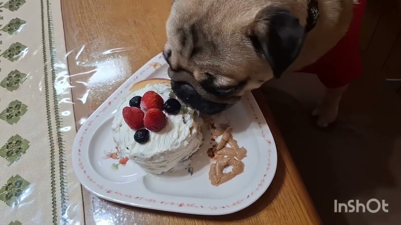 大豆の誕生日にケーキを作ったのに動画をアップするの、忘れていました❗大豆ゴメンね〰️‼️#pug #パグ #大豆 #誕生日ケーキ
