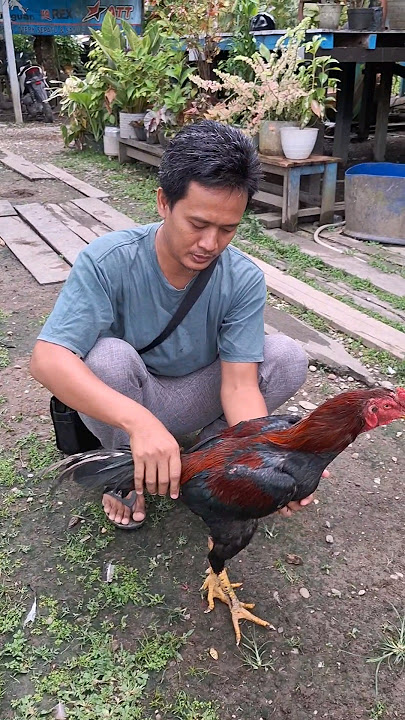 Borrow Classic Bangkok Chicken