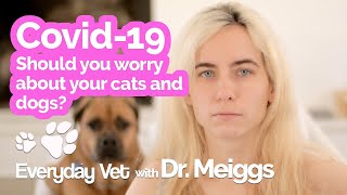 COVID-19 in Pets | Evaluating the risks of the coronavirus between people and pets