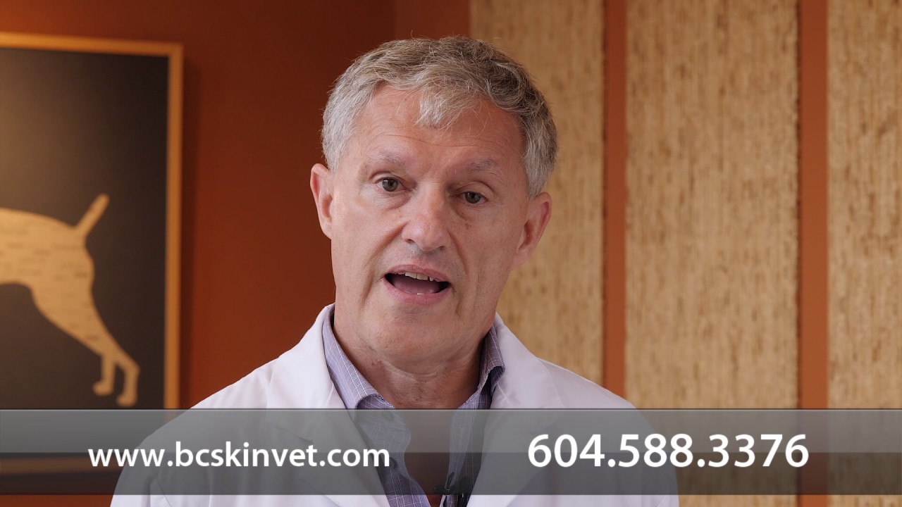 to Animal Dermatology Specialists of Vancouver YouTube