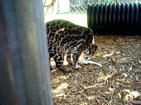Ocelot Enrichment 2 - YouTube