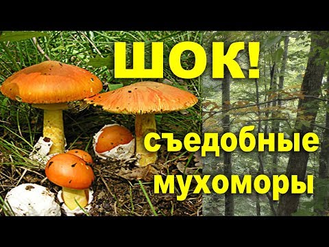 Грибная охота в горах Кавказа. &#55357;&#56838; ШОК! Съедобный мухомор! Ядовитый дубовик?