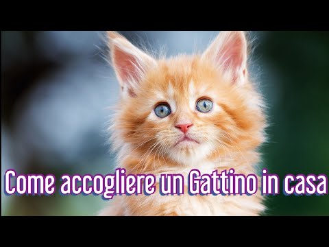 Video: Come Ospitare I Gattini In Casa?