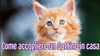 Come accogliere un nuovo Gattino in casa  Consulente Felino