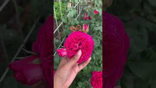 Bunga Mawar Pink Wangi Semerbak Kate Rose bunga mawar wangi pink rose flowers kebuntanduran