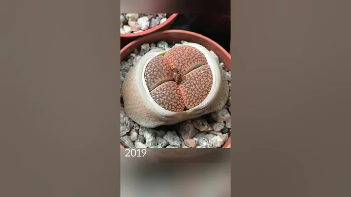 Lithops 2 years growth | before and after | cactus and succulent collection #shorts - DayDayNews
