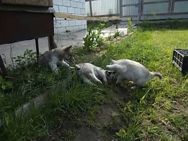 Щенки смесь Хаски и Лайки