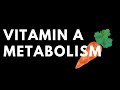 VITAMIN A METABOLISM - Can eating carrots improve vision? 🥕