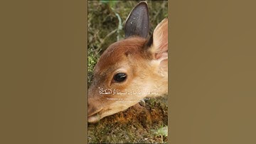 أواخر سورة البقرة الآية 286 بصوت الشيخ سعد الغامدي
