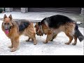 Брачный ритуал Гранда и Дейры. The courtship ritual of German Shepherds.🐶