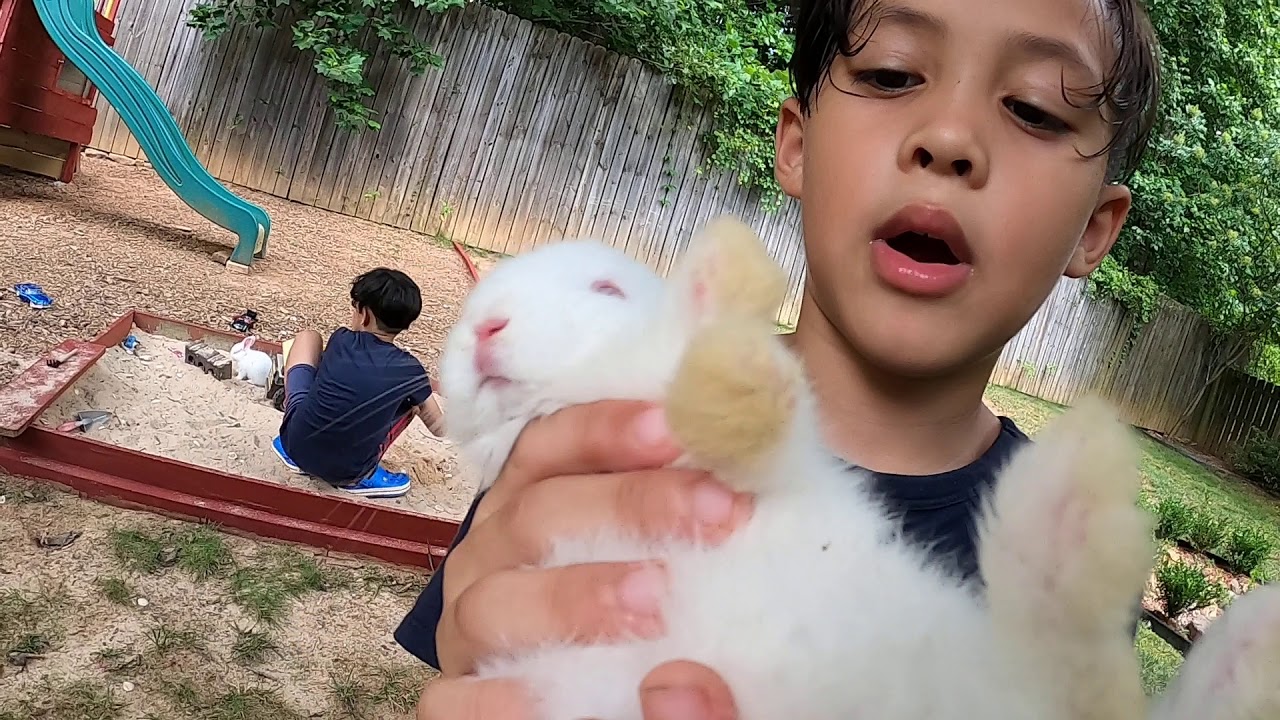 Bunnies play in sand box YouTube