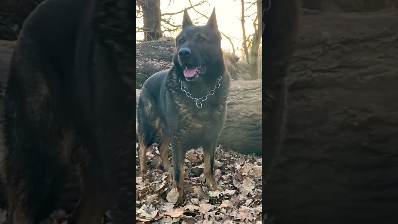 German shepherd working line dog