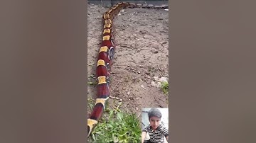 mahadev status mahakal status bholenath status #mahadev #status #snake #shivshiv #treding