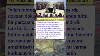 Allahın Rahmeti Her Yerde Kısrak Ve Yavrusunun Hikmeti