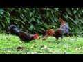 Urban Wild Chickens - The Red Junglefowl (Gallus gallus) in Singapore Part 1/2