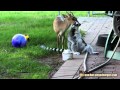 Deer Gives Lemur a Bath