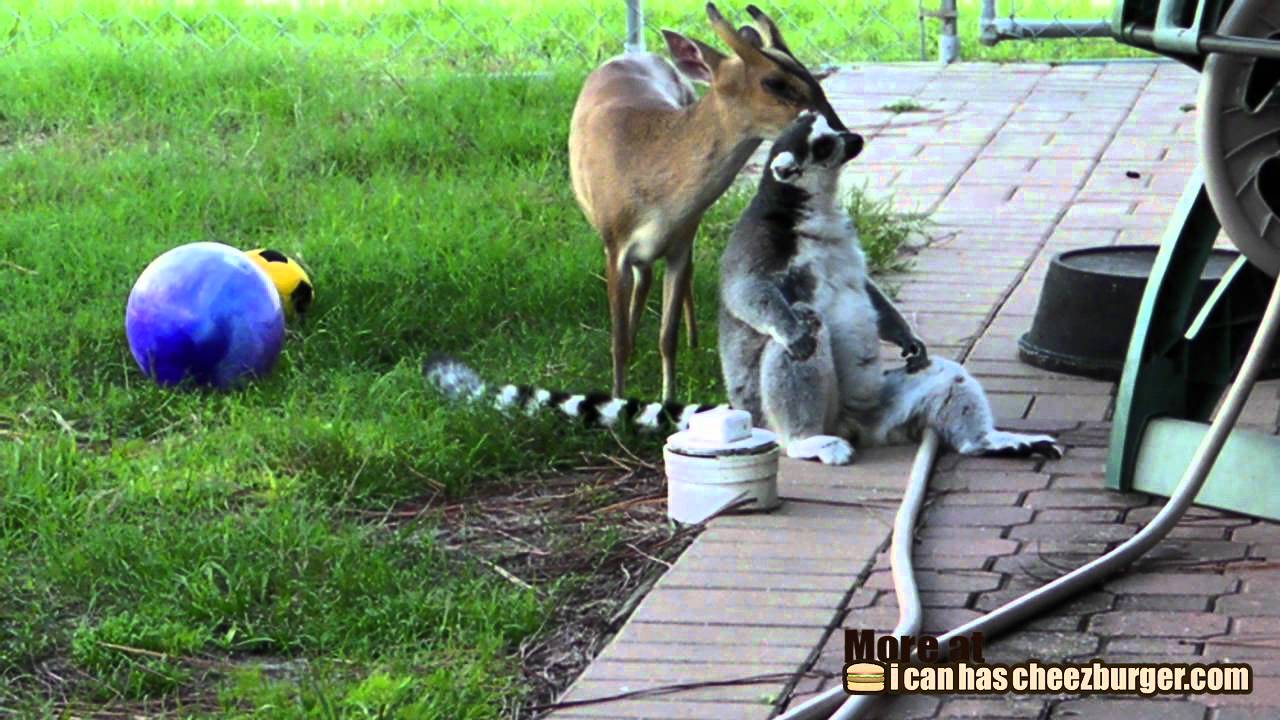 horseshoe bend Deer Gives Lemur a Bath