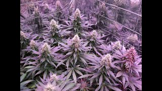 Week 6 Of Flower