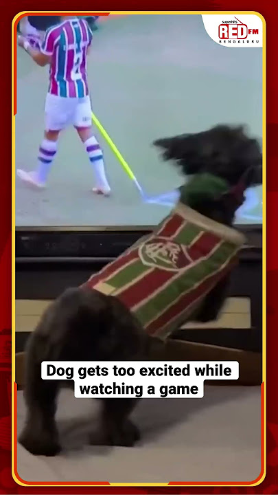 Watch how the dog reacts to the goal while watching football l Red FM Bengaluru #dog #redfmbengaluru