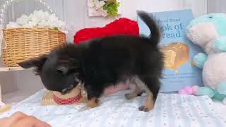 チワワ - 大阪・兵庫のペットショップ｜犬猫・トリミングならピースワン