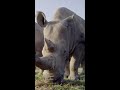 सबसे बड़ा जानवर पृथ्वी पर कौन है  / which is the largest mammal on earth | #shorts #rhino #rhinofact