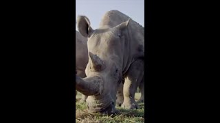 सबसे बड़ा जानवर पृथ्वी पर कौन है  / which is the largest mammal on earth | #shorts #rhino #rhinofact