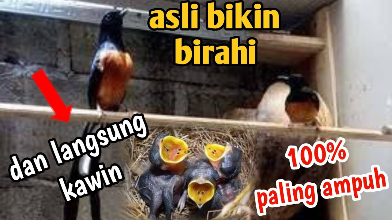 asli bikin birahi || suara murai batu kawin || suara murai kawin || terapi murai kawin