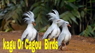 33 Rears Kagu Or Cagou Birds! Top 33 Kagu Or Cagou (Rhynochetos Jubatus) Birds In The World#33 33 Rears Kagu Or Cagou Birds! Top 33 Kagu Or Cagou (Rhynochetos Jubatus) Birds In The World#33
