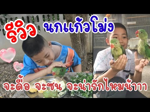 นกแก้วโม่ง สมาชิกใหม่ของบ้าน จะดื้อ จะซน จะน่ารักขนาดไหน ไปดูกันครับ