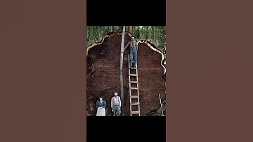 Cây gỗ lớn nhất mọi thời đại có kích thước như thế nào | Gỗ quý nghìn năm tuổi