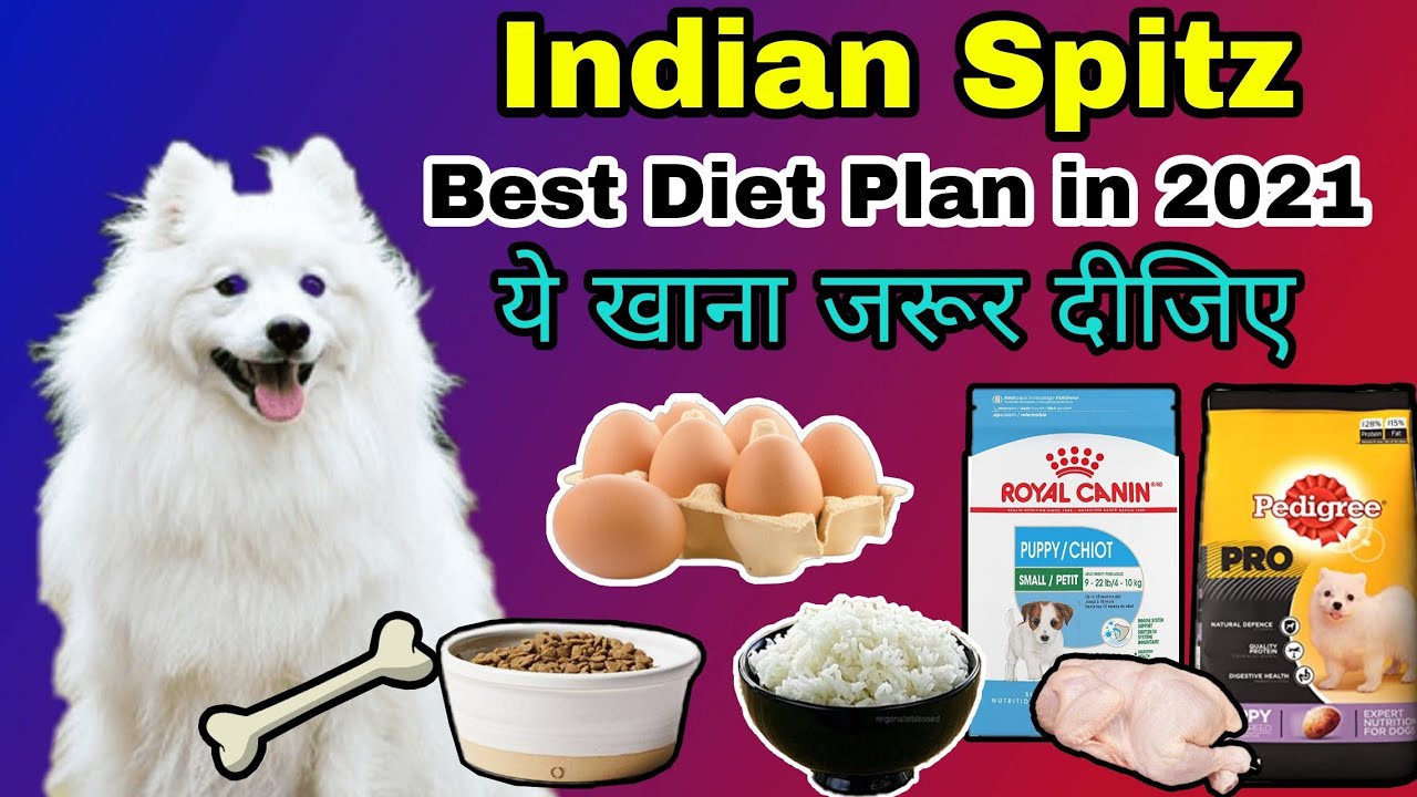 Best Diet Plan For Indian Spitz Diet Chart In Hindi Youtube