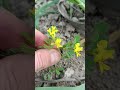 yellow flowers, small flower, it beautiful and yellow