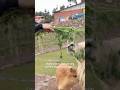 Lhamas corre atrás de mim no Peru! Fui dar comida no passeio em Cusco e não deu muito certo!