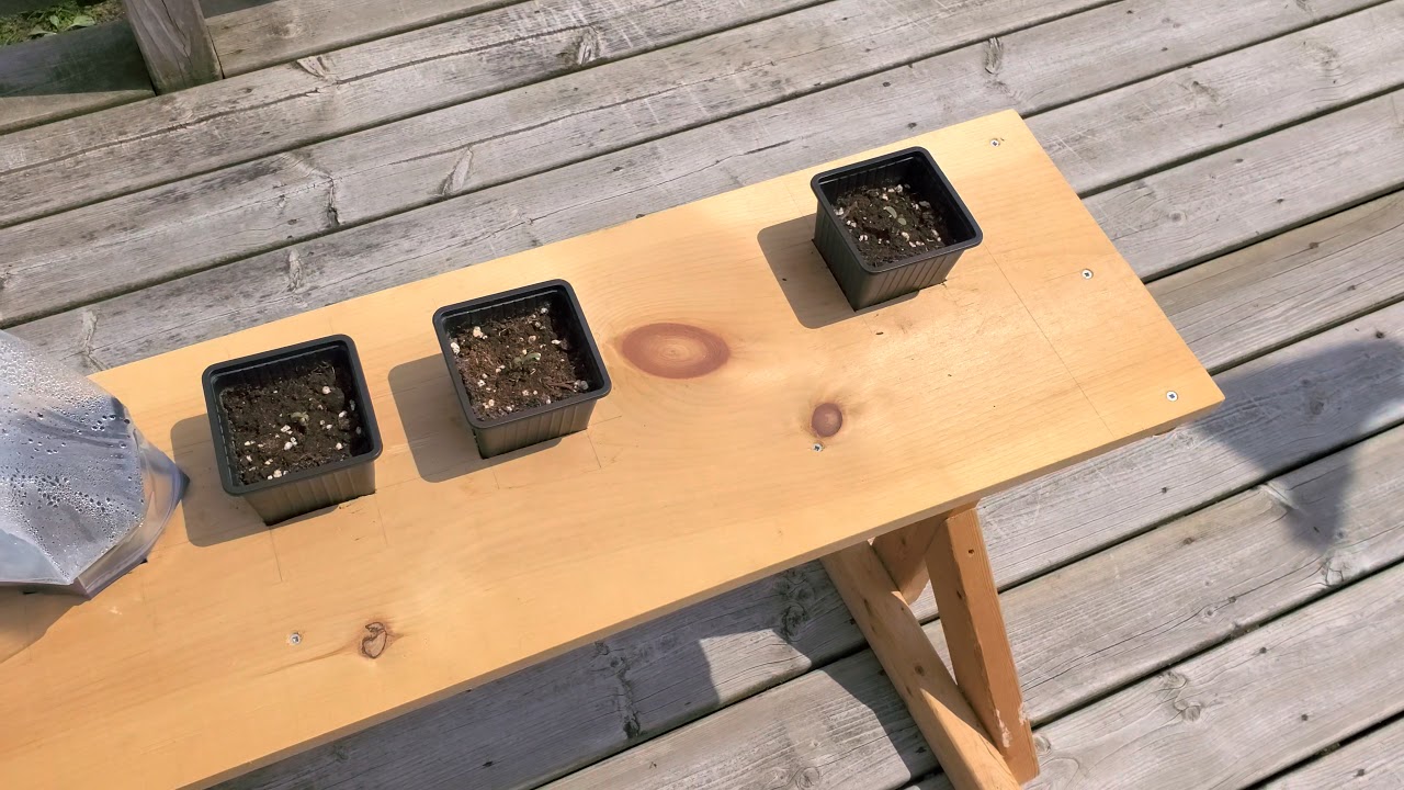 Tweed Bakerstreet Outdoor Grow Seed Germination Week 1 Hindu Kush Pt 1