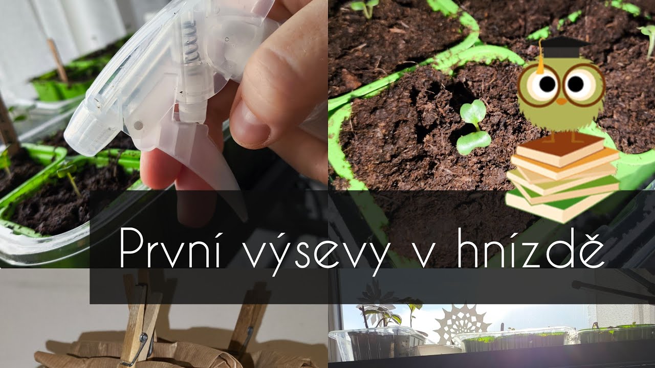 První výsevy 2025 - papriky, cibule, lilek, celer; topinambury, batát a přesazení květáků