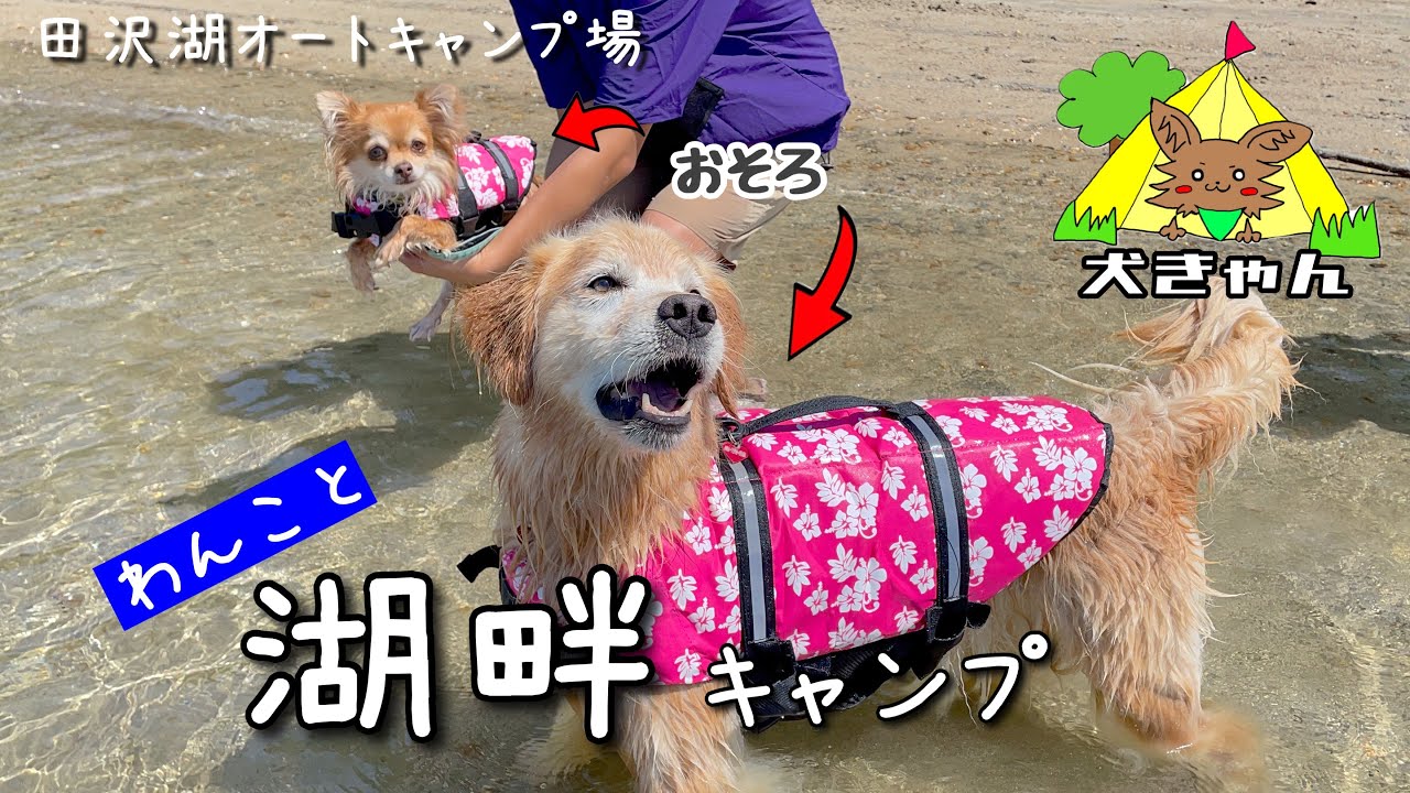 【田沢湖オートキャンプ場】わんこと湖畔キャンプin田沢湖