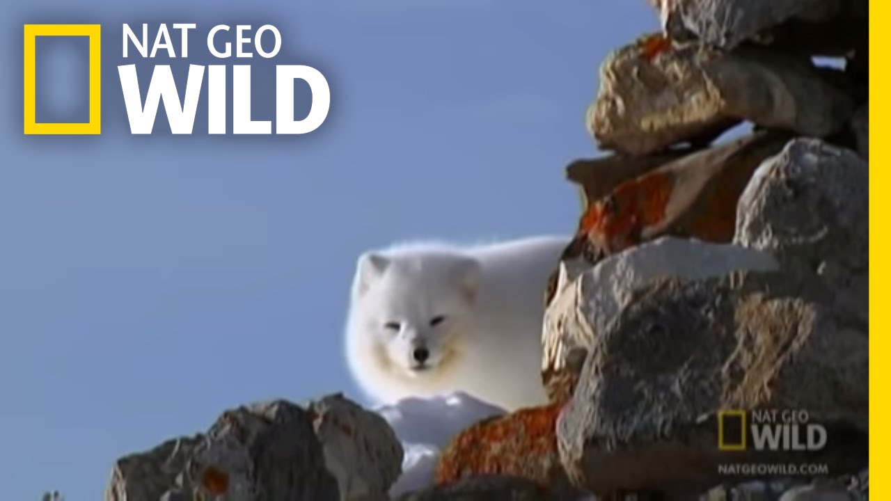 The Ice Bear And The Arctic Fox Nat Geo Wild Youtube