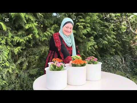 فلسطينية وافتخر