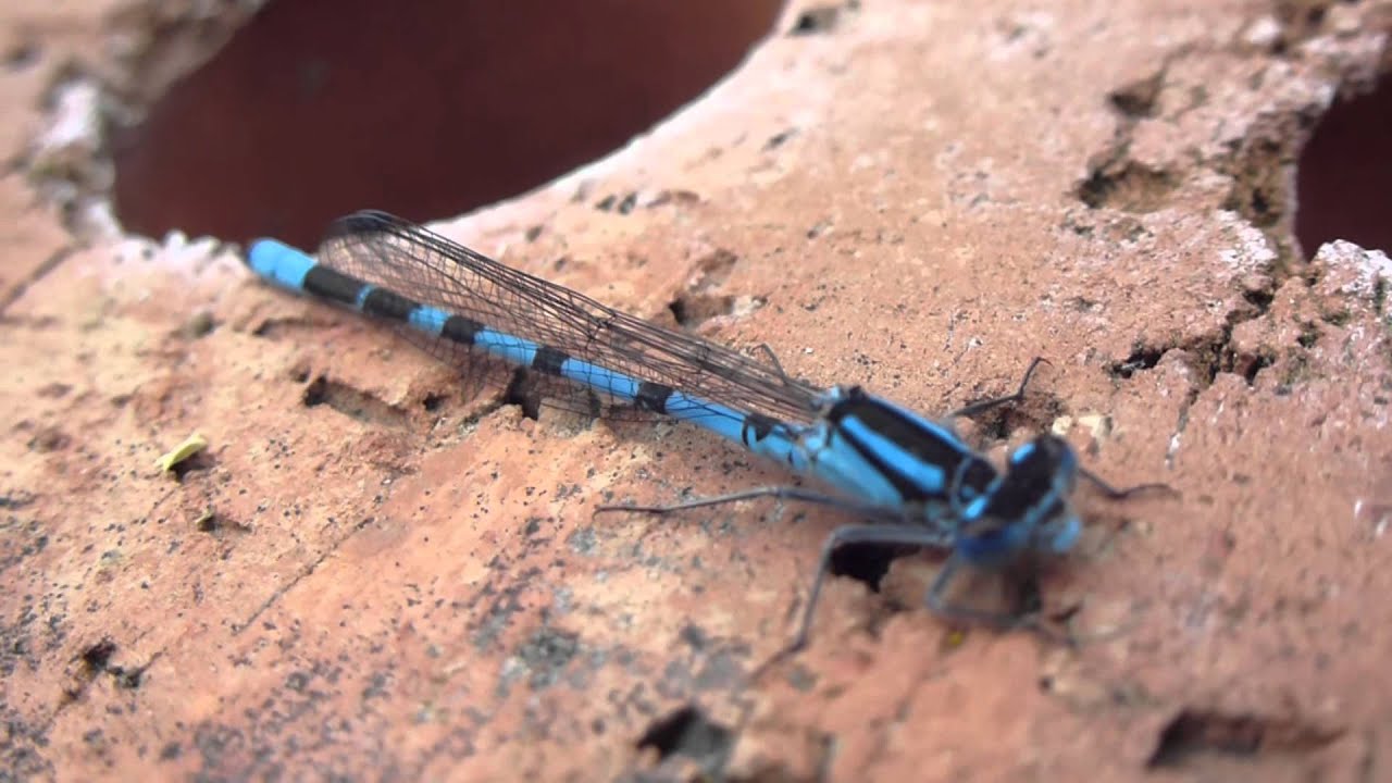 Damselfly resting - Meyjarfluga - Karlfluga - Glermey - Vatnaskordýr - Fluga