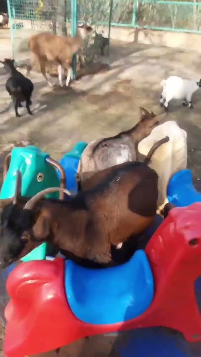 Экшн-место в Тайгане) #тайган - YouTube