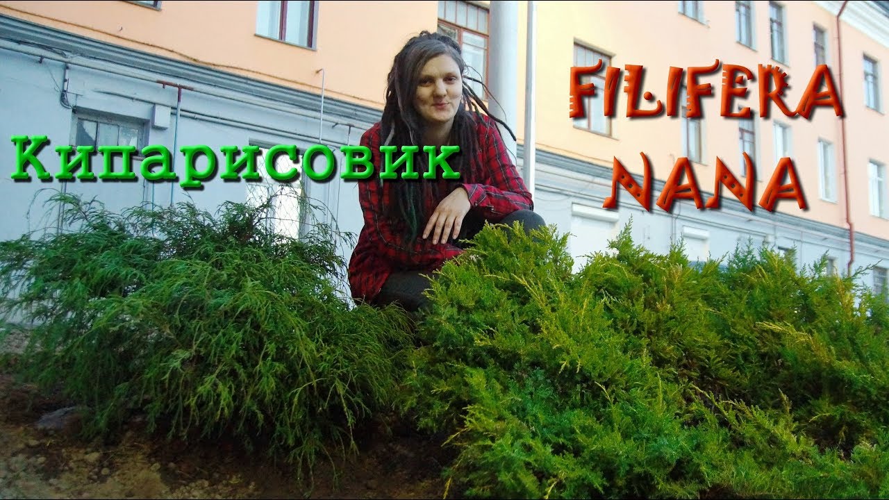 Кипарисовик горохоплодный "Filifera Nana" / Пересадка взрослого растения