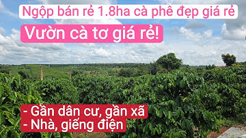 Bán vườn cà phê tơ giá rẻ gần dân cư, đất đỏ bazan điện nhà giếng, bất động sản đất rẫy gia lai