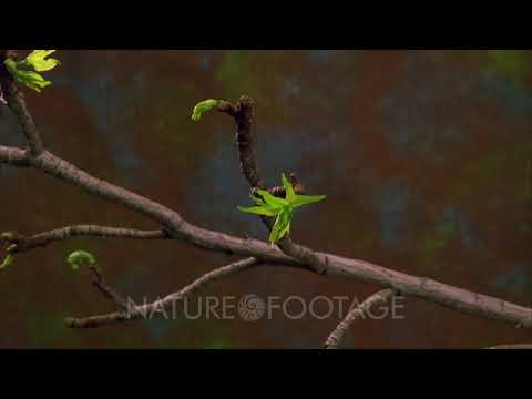 Time Lapse Gum Tree, Leaves Growing From Bud On Branch