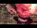 Кастрация хряка 270 кг. Boar castration. Docent A.D. Stepanov, ПДАТУ